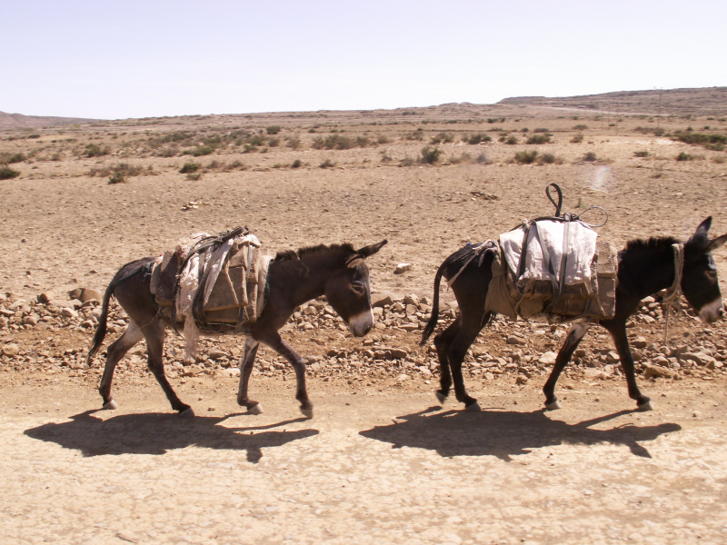 Image 3. À dos d’âne, Ashegoda, Éthiopie, 2011 