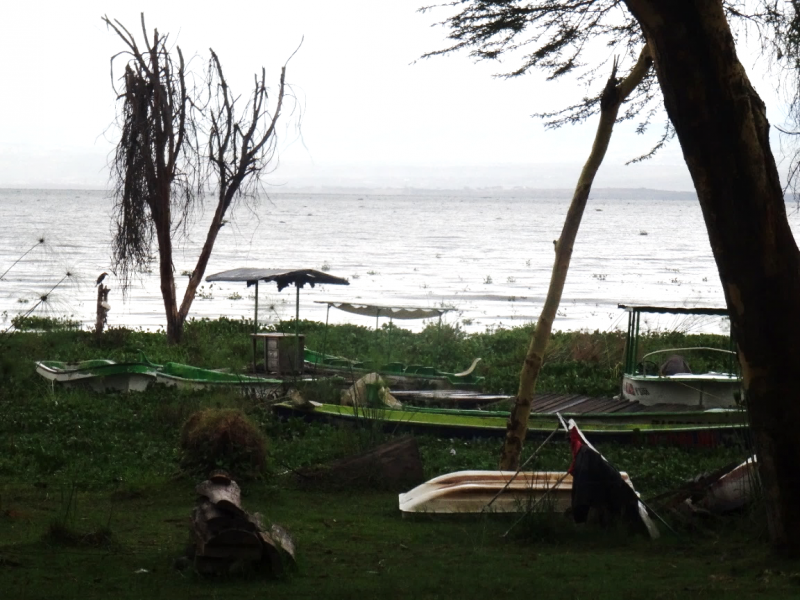 Figure 2 : La rive du lac Naivasha vue de Fisherman’s Camp