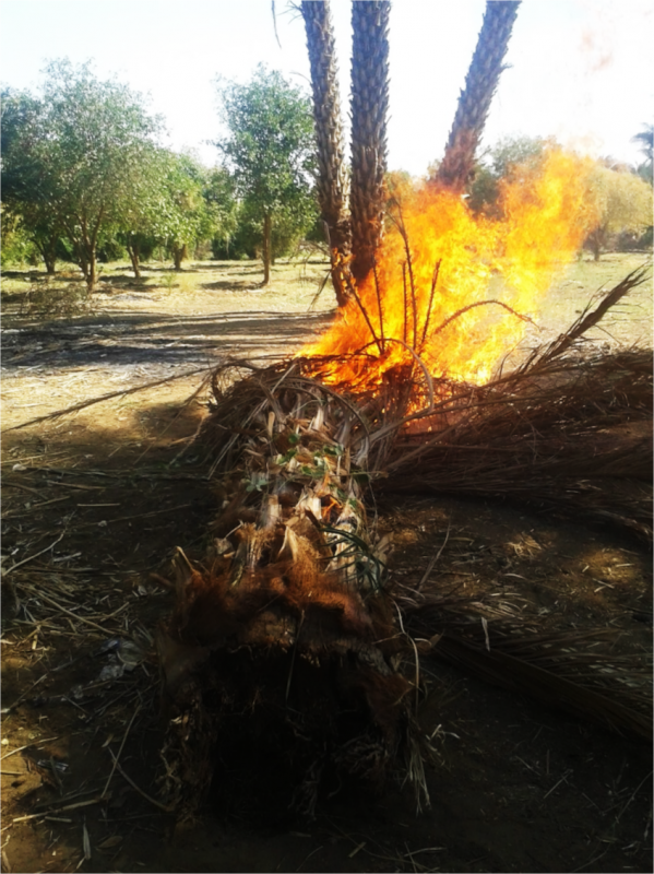 Image 1. Burning of date palm trunk on Artigasha, 18 November 2016