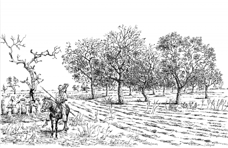 Figure 15. Parc de Prosopis africana, pays musey, Tchad 