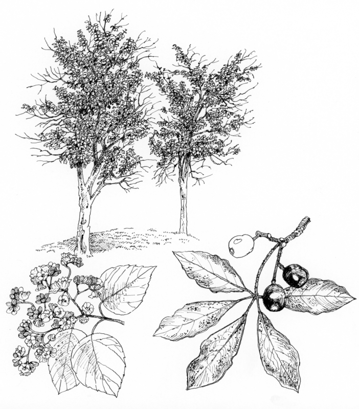 Figure 17. Cordia africana, arbre à « sucre », rudéral 