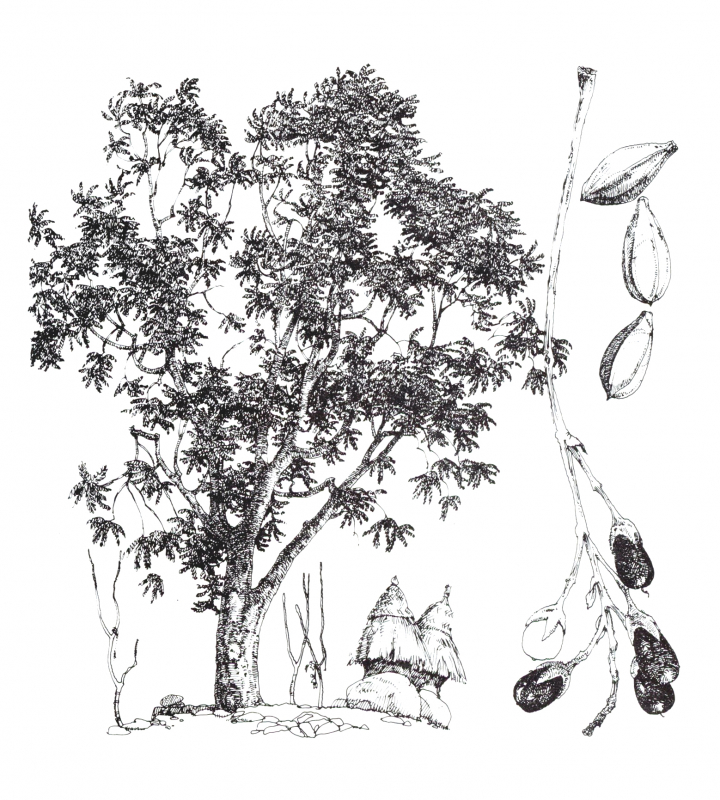 Figure 24. Canarium schweinfurthii (pays koma) 