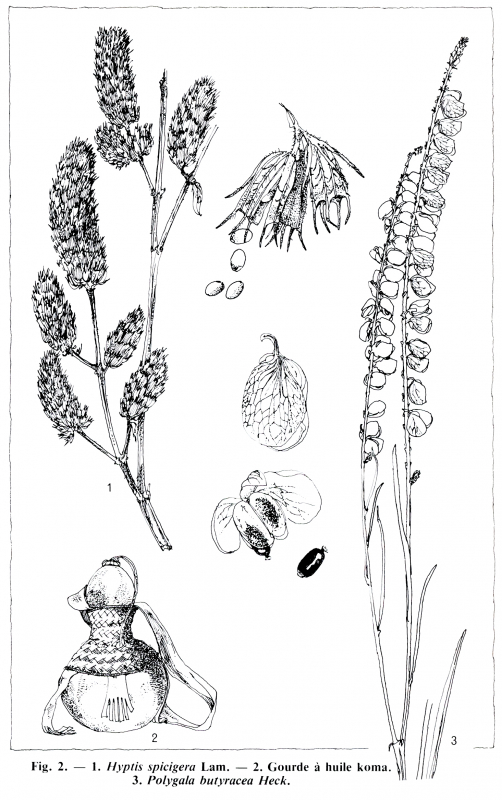 Figure 25. 1. Hyptis spicigera Lam ; 2. Gourde à huile koma ; Polygala butyracea Heck 