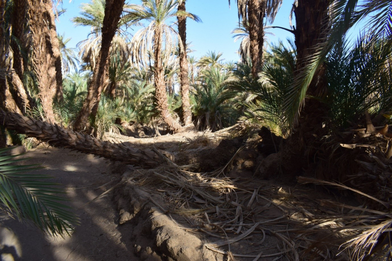 Image 4. View of date palm forest on Difoinarti