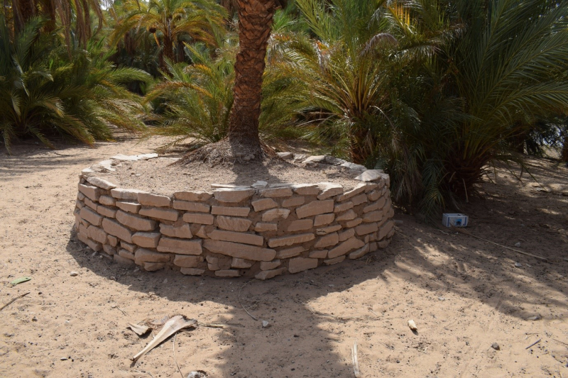 Image 5. Well from limestone protecting the growth of young date palm in Difoi