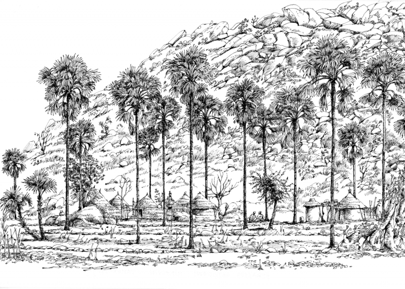 Figure 16. Rôneraie (plantation de palmiers Borassus aethiopum), village de Midjiving