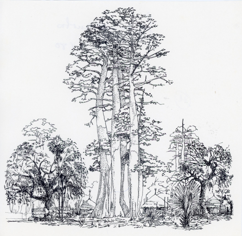 Figure 23. Ancien bosquet défensif de Ceiba pentandra, région de Kimré, Tchad (dessin sur le motif, 1978)