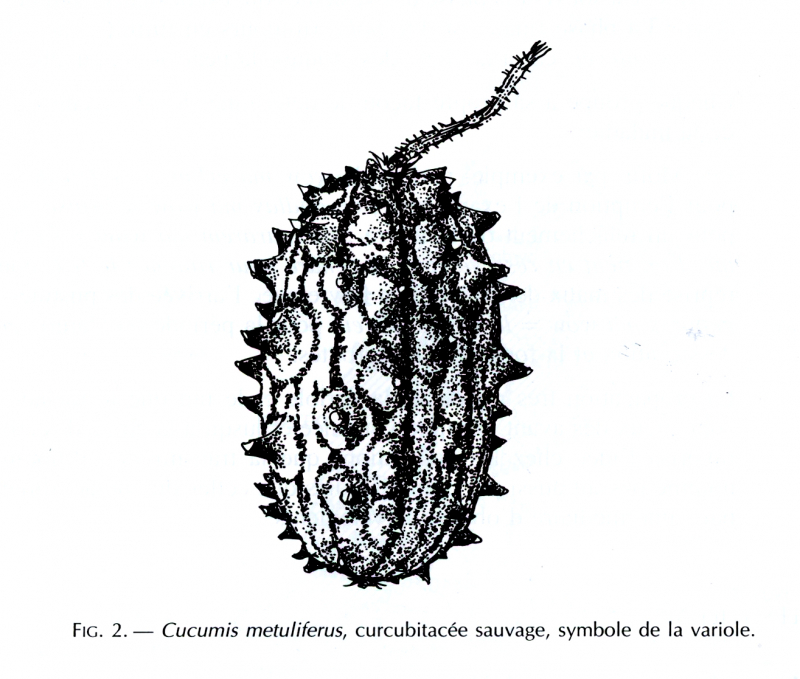 Figure 9. Cucumis metuliferus, cucurbitacée sauvage, symbole de la variole dans le nord-Cameroun